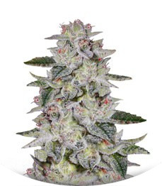 Сорт Sweet Valley Kush fem (Green House Seeds)