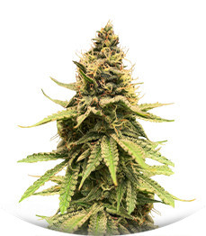 Critical Amnesia fem (AlphaFem Seeds)