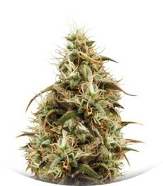 Сорт Royal Jack Automatic fem (Royal Queen Seeds)