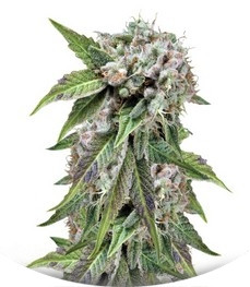 Auto Blue Pyramid fem (Pyramid Seeds)