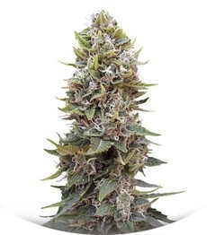 Сорт Auto Cheese Berry fem