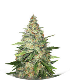 Сорт Zkittlez fem (Original Sensible Seeds)