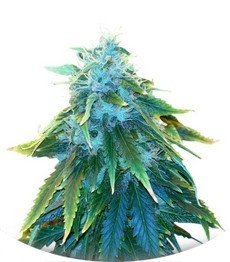 AK 48 fem (Nirvana Seeds)