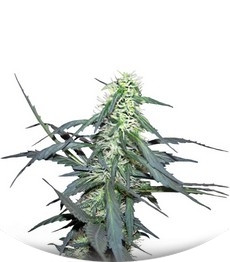 Сорт Hawaii Maui Waui fem (Nirvana Seeds)