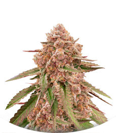 Сорт King's Juice (Green House Seeds)