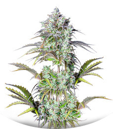 Сорт Original Big Bud Auto fem (FastBuds)