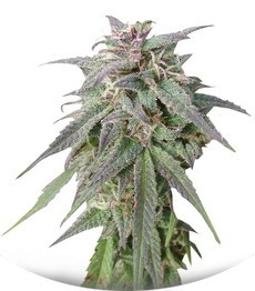 Сорт Blue Mystic fem (Nirvana Seeds)