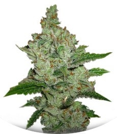 Сорт Super Lemon Haze fem (Green House Seeds)