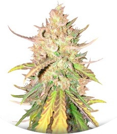 Сорт Sugar Candy fem (Delicious Seeds)