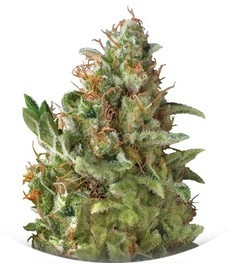 Сорт Auto American Pie fem (Pyramid Seeds)