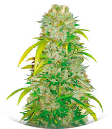 Сорт Auto Big Angel fem (Victory Seeds)