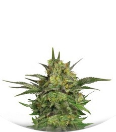 Сорт Haze Berry fem (Royal Queen Seeds)