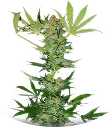 Master kush fem (Dutch Passion)