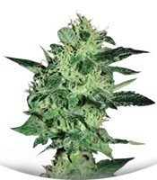 Сорт Super Critical fem (Green House Seeds)