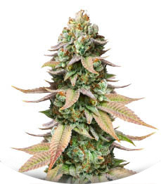 Сорт #9 Pound Hammer Fast fem (High Speed ​​Buds)