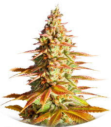 Original Clon fem (Blimburn Seeds)