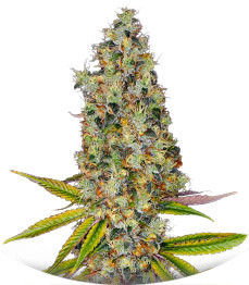 Сорт Rainbow Road fem (Paradise Seeds)