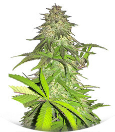 Сорт Lord Kush fem (Delicious Seeds)