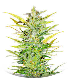 Сорт Dozy Whale fem (AlphaFem Seeds)