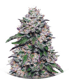 Cookies USA fem (Pyramid Seeds)