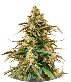 Сорт Sith OG fem (AlphaFem Seeds)