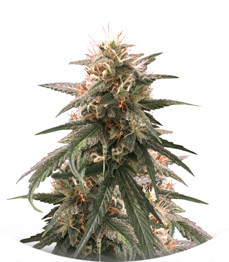 Сорт Strawberry Amnesia fem (Herbies Seeds)