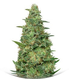 Сорт Chemdog Millionaire fem (Dr. Krippling Seeds)