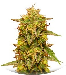 Сорт Royal Domina fem (Royal Queen Seeds)