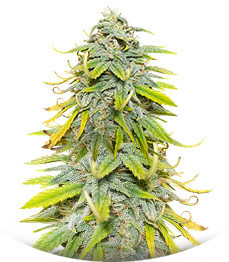 Сорт Northern Lights fem (Herbies Seeds)