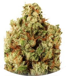 Green Ninja fem (Heavyweight Seeds)