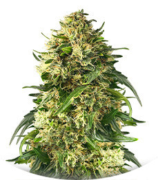 Сорт Ice Cream Ghost Train fem (Cali Buds Seeds)