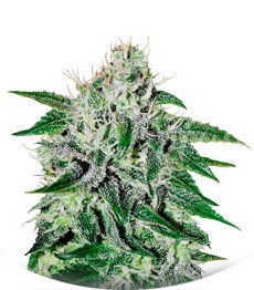 Critical Jack Herer fem (Delicious Seeds)