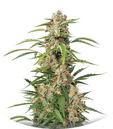 Auto Orange Bud fem (Dutch Passion)