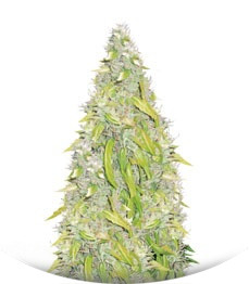 Сорт Rock Machine auto fem (Doctor’s Choice)