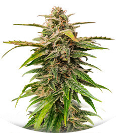 Сорт Wedding Crasher Auto fem (High Speed ​​Buds)