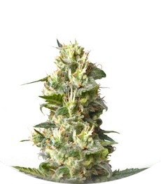 Сорт Lemon Shining Silver Haze (Lemon Haze) fem