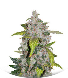 Сорт Auto White Widow fem (Pyramid Seeds)