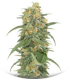 Сорт Green Crack fem (Humboldt Seed Organization)