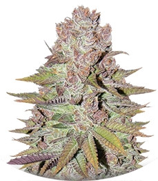 Сорт Blueberry Cheesecake fem (Female Seeds)