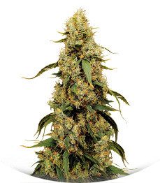 Сорт Jamnesia Haze fem (Dr. Krippling Seeds)