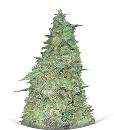 Сорт Melon Kali fem (KFC Seeds)