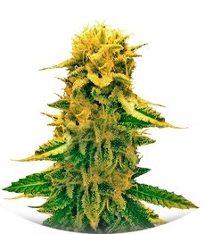 Сорт Sugar Black Rose Auto fem (Delicious Seeds)