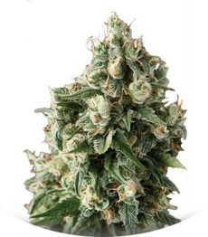 Сорт Lennon fem (Pyramid Seeds)