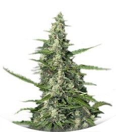 Сорт Pandora auto fem (Paradise Seeds)