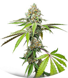 Сорт Triple G fem (Royal Queen Seeds)