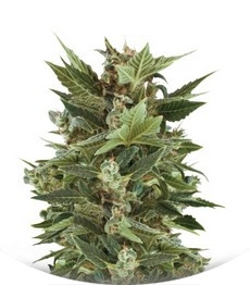 Сорт Royal Kush Automatic fem