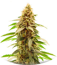 Сорт Cherry Pie fem (Advanced Seeds)