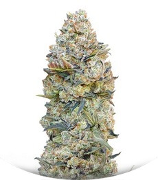 Сорт Chocolate Skunk fem (00 Seeds)