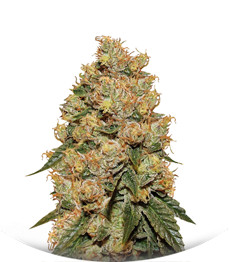 Сорт HulkBerry fem (Royal Queen Seeds)