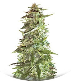 Сорт Mango Chutney fem (Dr. Krippling Seeds)